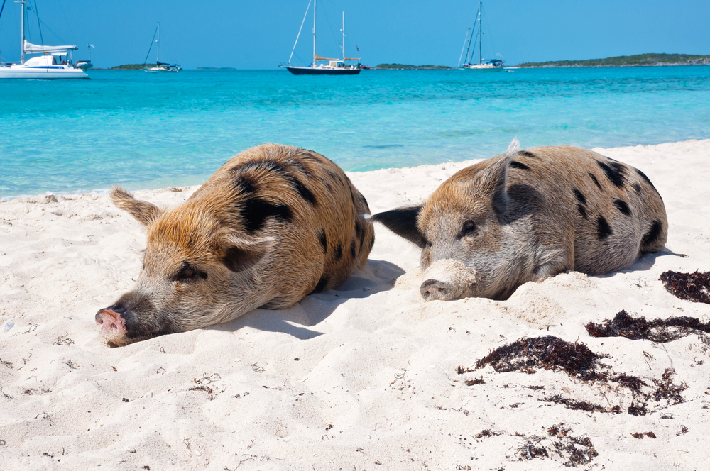 yacht charter Bahamas
